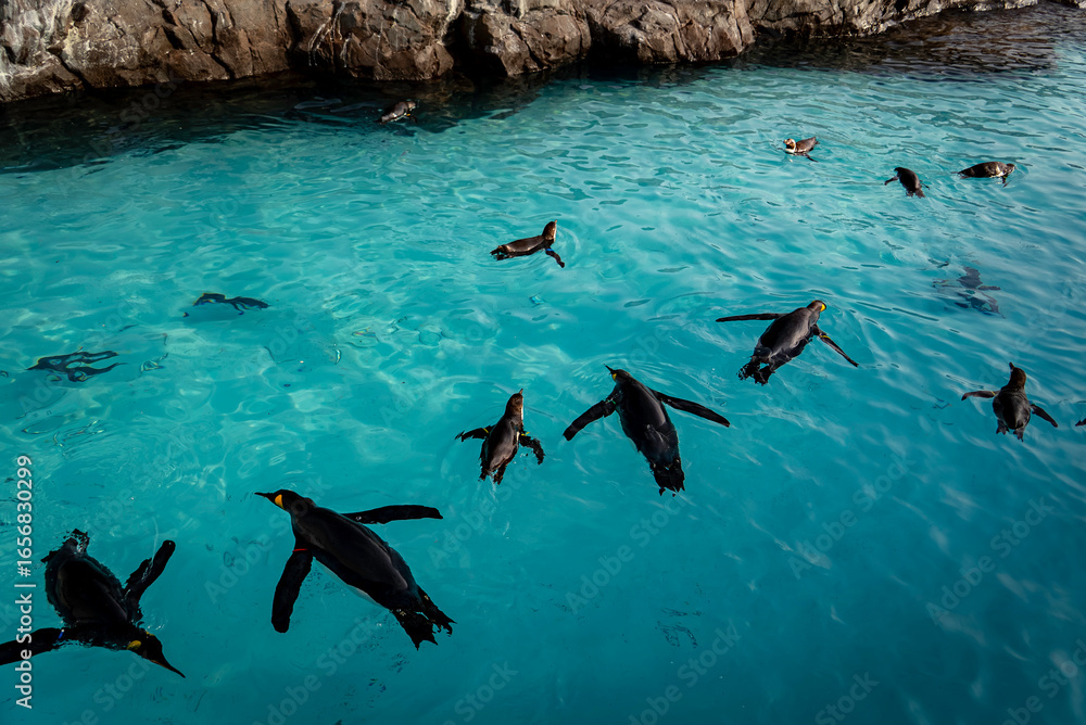 Obraz premium 海面を泳ぐペンギン