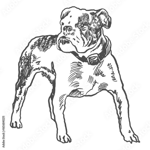 American bulldog hand drawn