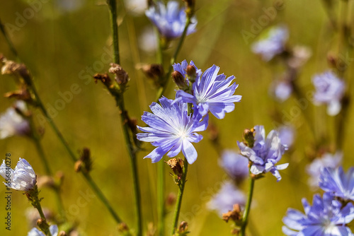 A tall cichorium flower with gentle blue petals stands in vibrant greenery, reflecting tranquility, elegance, and the beauty of nature.