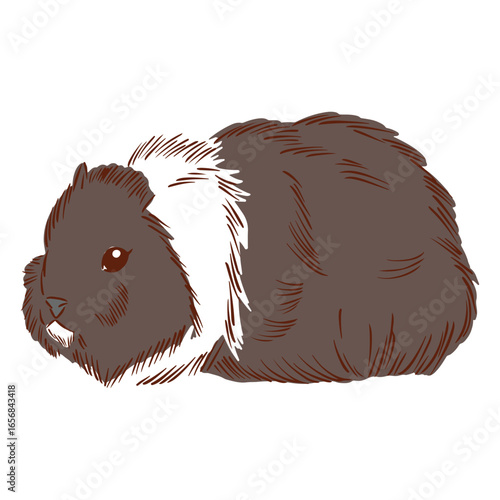 Hamster guinea pig animals