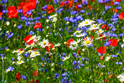 Blooming field of red poppies, white daisies, and blue cornflowers on a sunny spring day