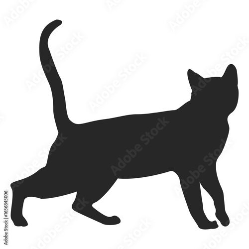 Shorthair cat