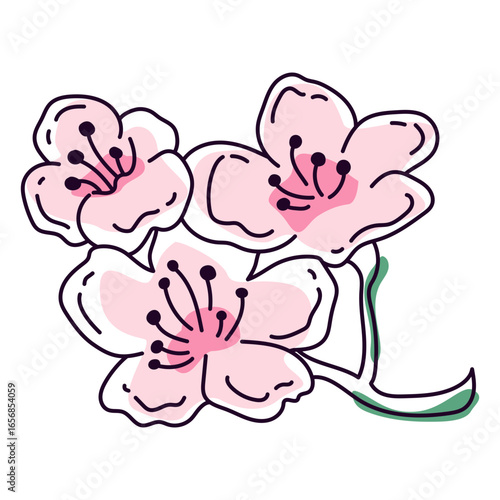 Amaryllis flower color stroke