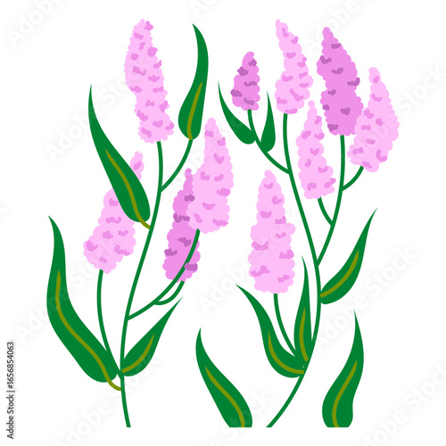 Aquatic plant flat flower