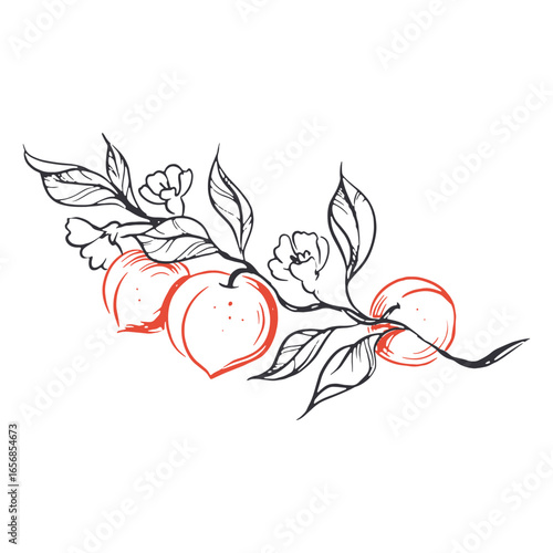 Peaches and flowers line art