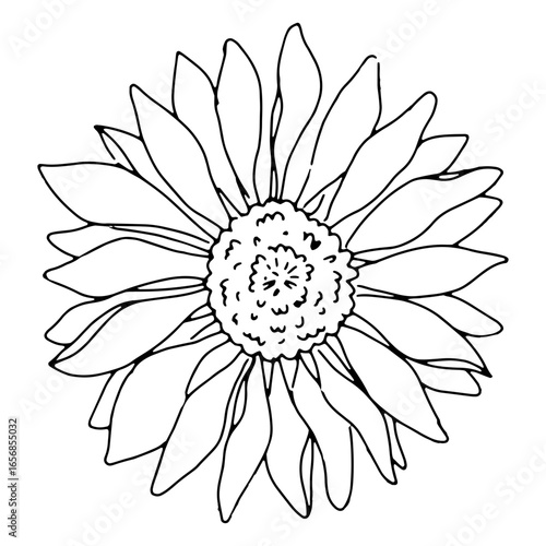Sunflower black and white line art