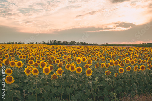 Sea of golden yellow sunflowers