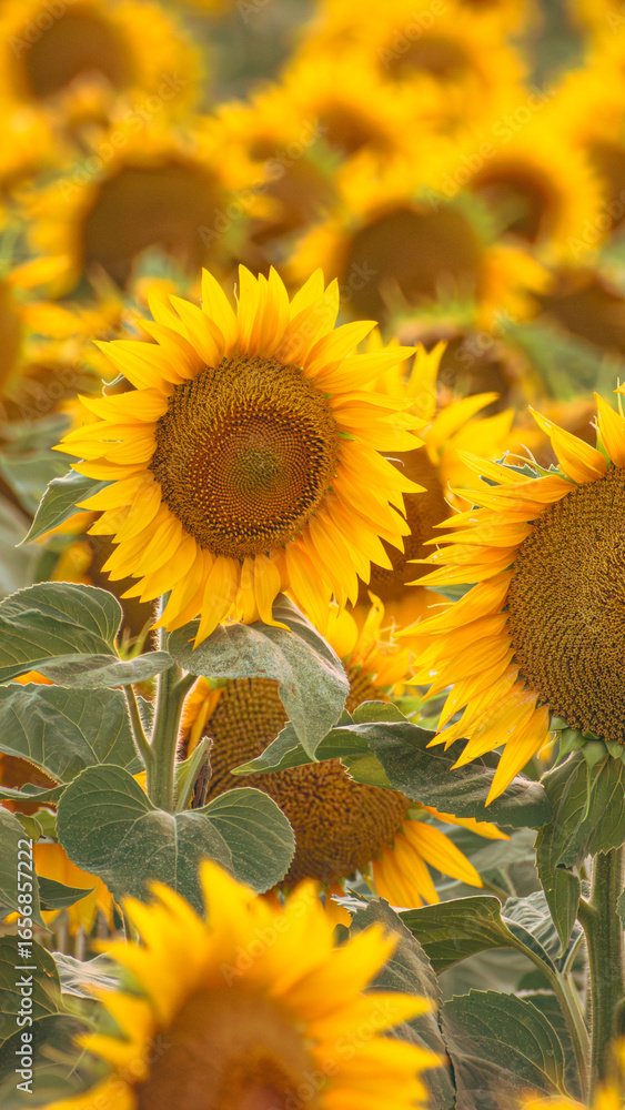 Fototapeta premium Close up of golden yellow sunflowers