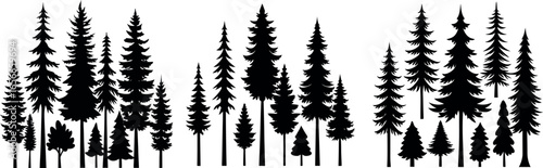 Silhouettes of various evergreen trees in a forest