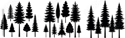 Silhouettes of various evergreen trees in a forest