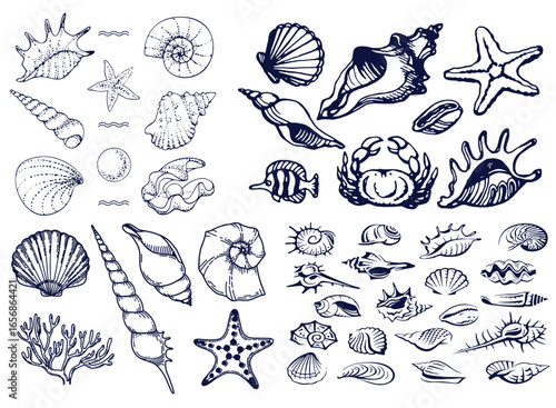 Seashells set or mollusca different forms. sea creature. engraved hand drawn in old sketch, vintage style. nautical or marine, monster or food. animals in the ocean