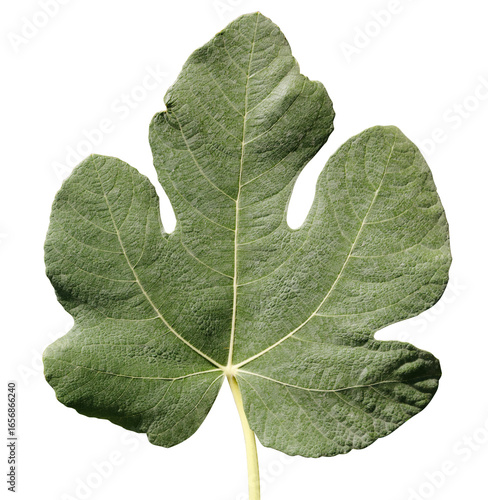 fig leaf isolated on a white background
