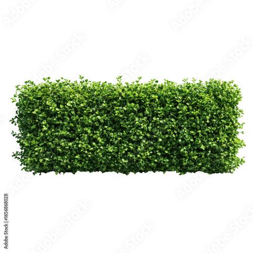 Green boxwood hedge rectangle isolated on transparent background