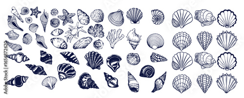 Seashells set or mollusca different forms. sea creature. engraved hand drawn in old sketch, vintage style. nautical or marine, monster or food. animals in the ocean