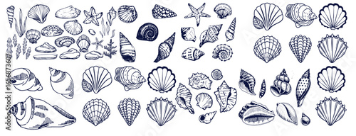 Seashells set or mollusca different forms. sea creature. engraved hand drawn in old sketch, vintage style. nautical or marine, monster or food. animals in the ocean