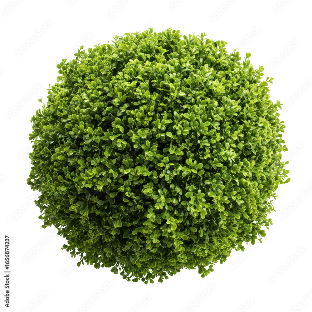 Obraz premium Green bush, topiary ball isolated on transparent background