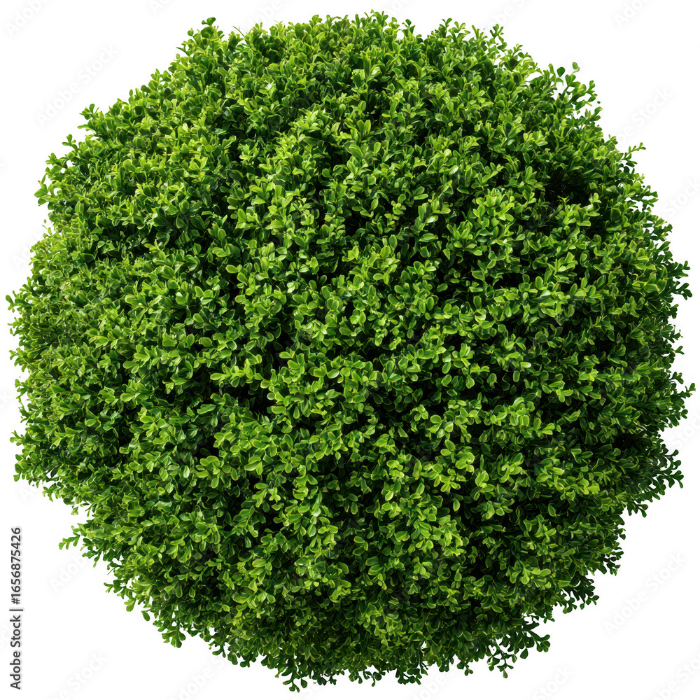 Obraz premium Green bush top view, round shape isolated on transparent background