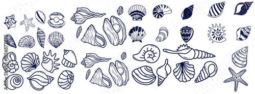 Seashells set or mollusca different forms. sea creature. engraved hand drawn in old sketch, vintage style. nautical or marine, monster or food. animals in the ocean