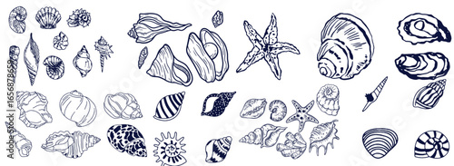 Seashells set or mollusca different forms. sea creature. engraved hand drawn in old sketch, vintage style. nautical or marine, monster or food. animals in the ocean