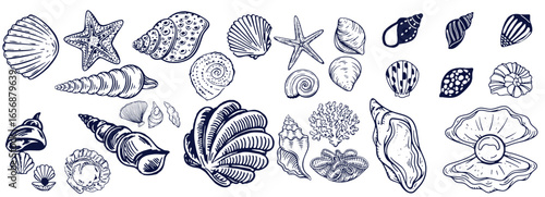 Seashells set or mollusca different forms. sea creature. engraved hand drawn in old sketch, vintage style. nautical or marine, monster or food. animals in the ocean