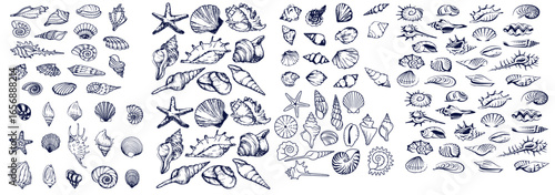 Seashells set or mollusca different forms. sea creature. engraved hand drawn in old sketch, vintage style. nautical or marine, monster or food. animals in the ocean