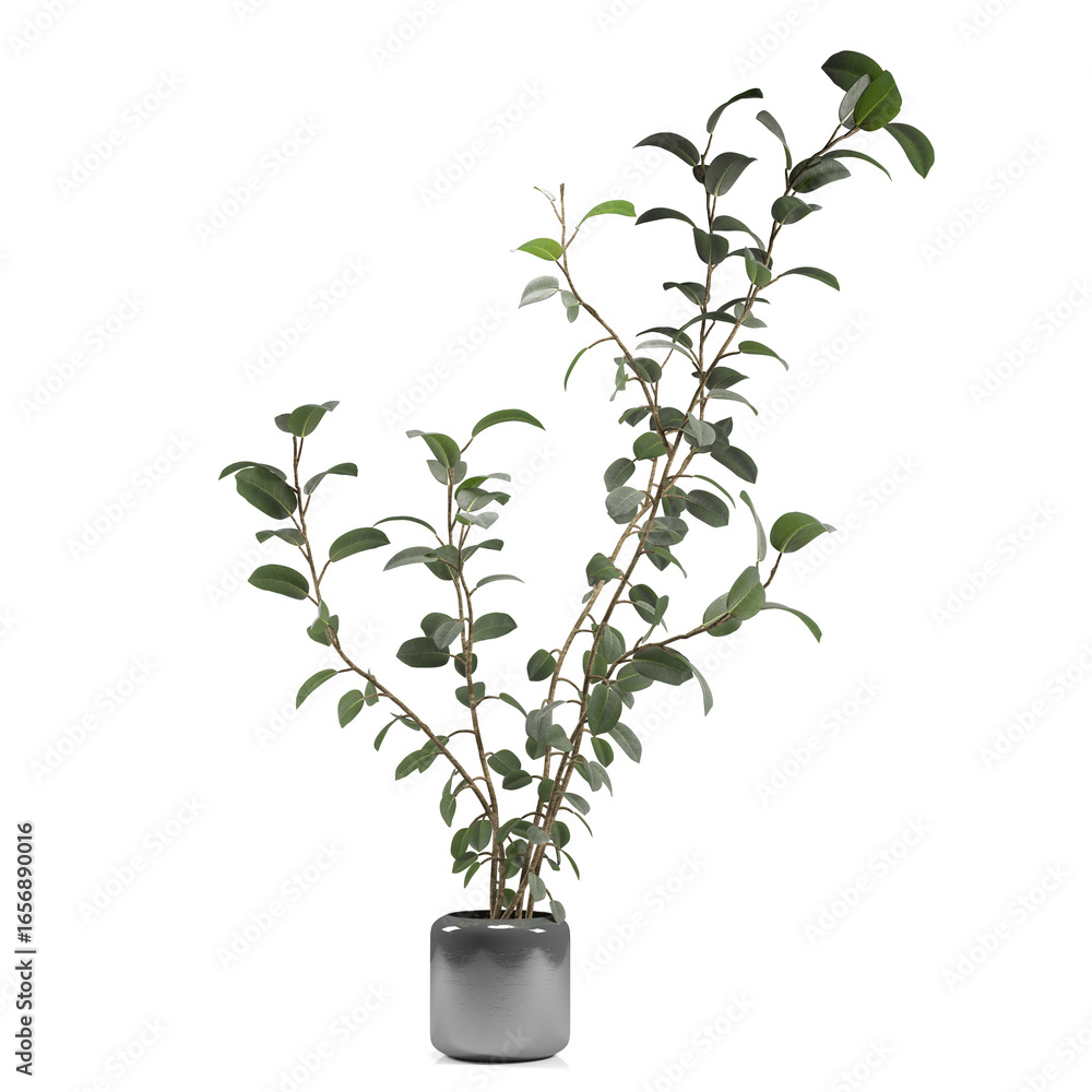 Fototapeta premium Elegant potted plant with lush green leaves.