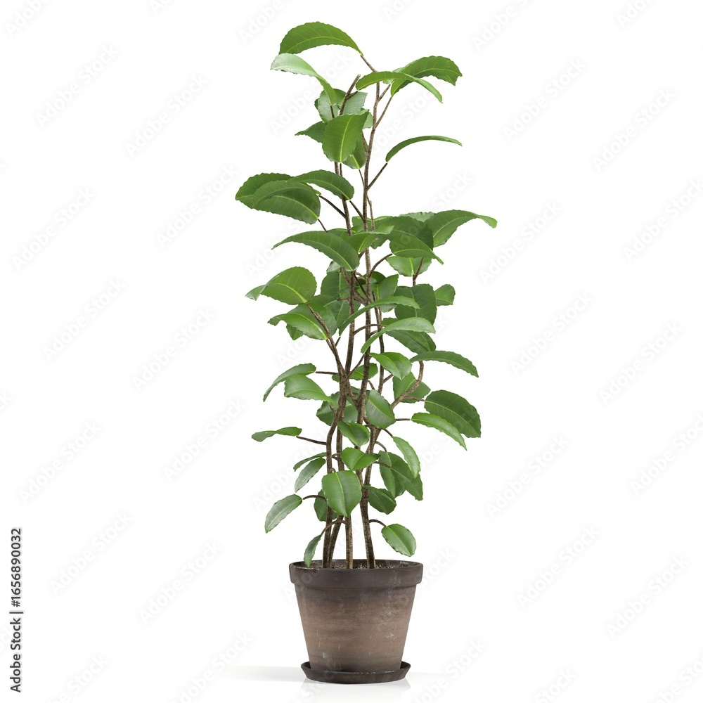 Fototapeta premium Tall potted green plant with glossy leaves.