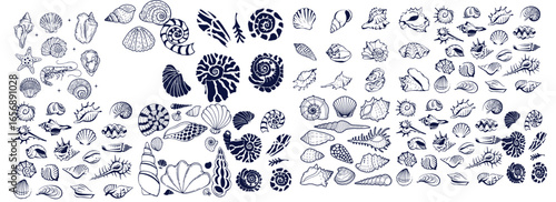 Seashells set or mollusca different forms. sea creature. engraved hand drawn in old sketch, vintage style. nautical or marine, monster or food. animals in the ocean