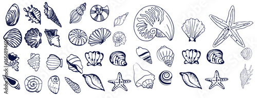 Seashells set or mollusca different forms. sea creature. engraved hand drawn in old sketch, vintage style. nautical or marine, monster or food. animals in the ocean