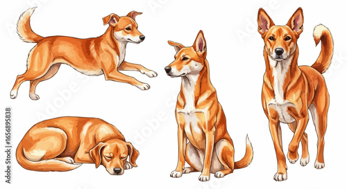 Watercolor dog illustration “Ginger” pet portrait isolated on white background