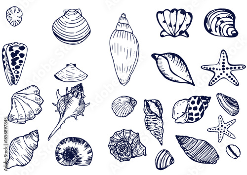 Seashells set or mollusca different forms. sea creature. engraved hand drawn in old sketch, vintage style. nautical or marine, monster or food. animals in the ocean