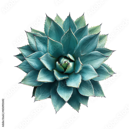Blue agave plant top view isolated on transparent background