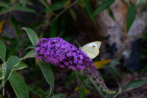 Bild auf Leinwand Pieris rapae also known as cabbage white small to medium sized butterfly sitting