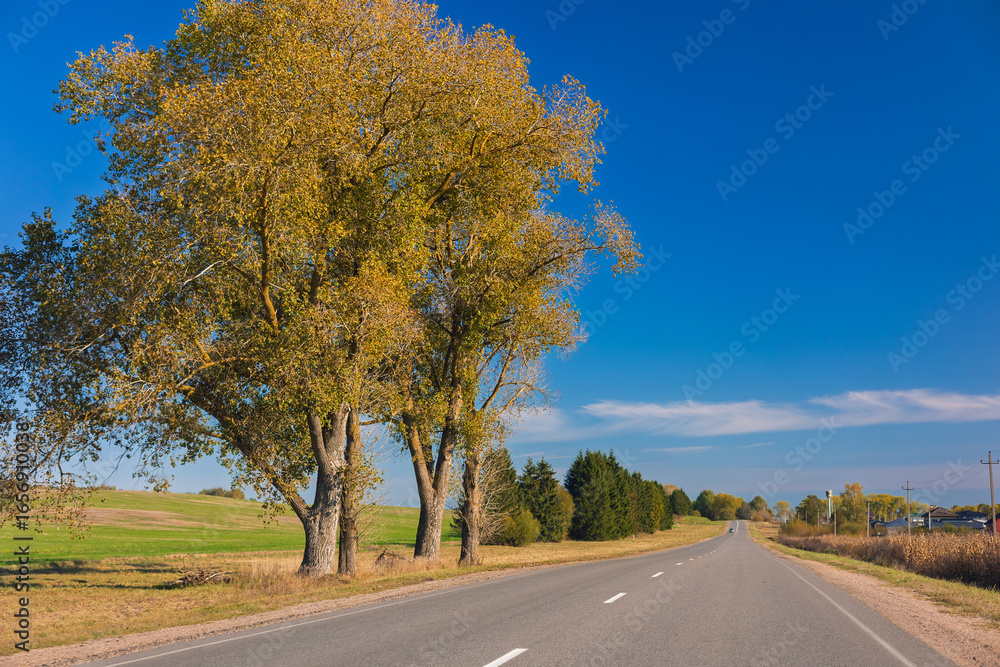 Fototapeta premium Autumn landscape and sunny evening, orange road and highway, asphalt and roadside.
