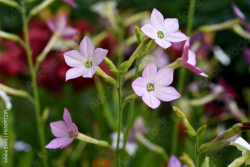 Multicolored flowers of decorative tobacco. Nicotiana alata. Garden tobacco. A scattering of flowers in the garden.