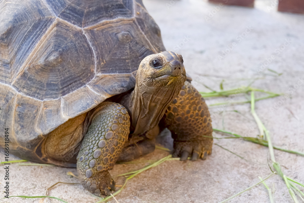 Fototapeta premium Young Aldabra tortoise on the floor inside of concrete pond in the zoo