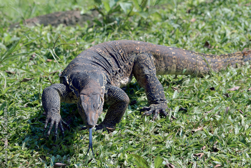 Obraz premium A large scaly monitor lizard in a grass. Wild Animals of Asia, Monitor lizard Close-up