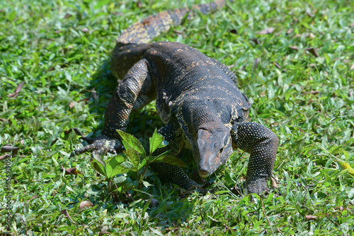 Photography A large scaly monitor lizard in a grass