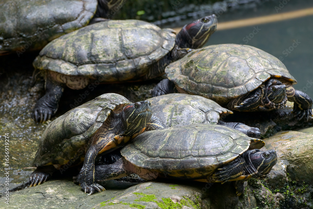 Land turtle in the pond, Turtles sun bathing on log over a pond, turtles on the rock Land turtle in the pond, Turtles sun bathing on log over a pond, turtles on the rock