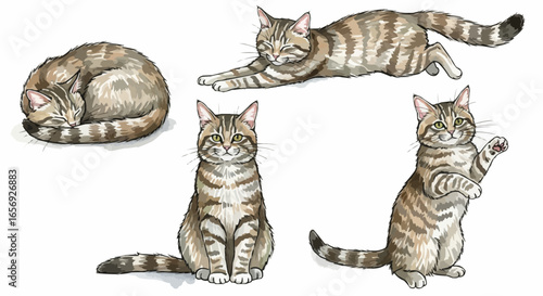Watercolor cat illustration “Willow” pet portrait isolated on white background