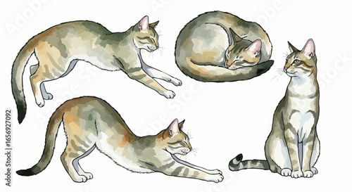 Watercolor cat illustration “Willow” pet portrait isolated on white background
