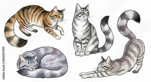 Watercolor cat illustration “Willow” pet portrait isolated on white background