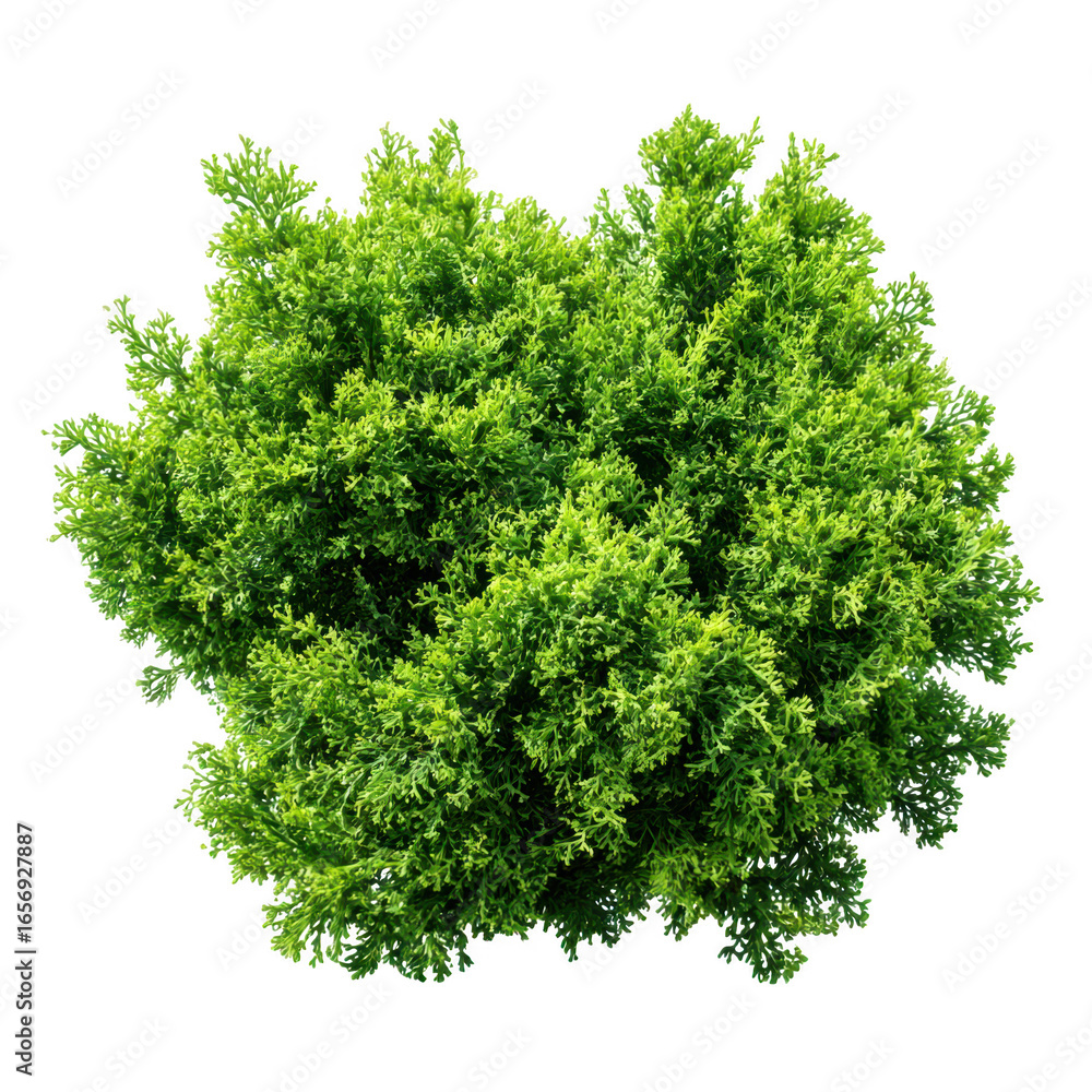 Fototapeta premium Green bush plant top view isolated on transparent background