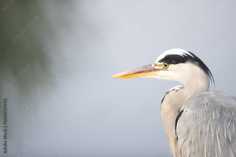 Fototapeta premium Portrait of a grey heron