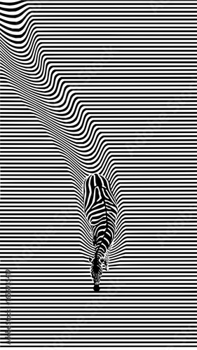 A zebra descending through a monochrome striped landscape with optical illusion effect created