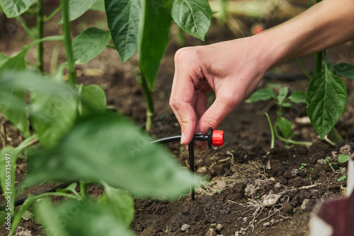 Close-up of a farmer's hand installing a drip irrigation system in a greenhouse, ensuring efficient watering for pepper plants