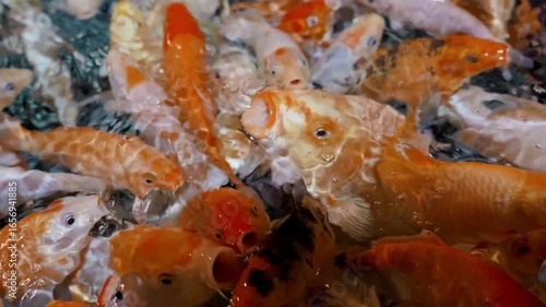 Koi carp feeding in oceanairum