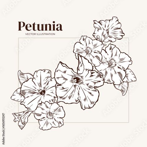 Floral arrangement of petunia flowers and petals outline vector illustration. Vintage card with garden flowers. Corner frame with spring bouquet in monochrome for invitations and greeting cards
