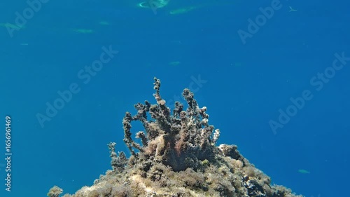 Underwater algae swaying with light reflections and small fish in the Adriatic Sea slow motion