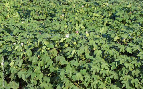 A cotton field in early blooming stage in august